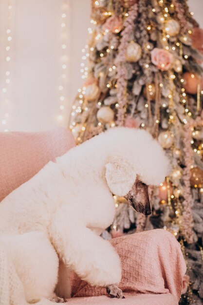 Poodle branco sentado perto da árvore de natal