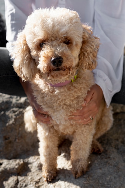 Foto grátis poodle de alto ângulo, sentado no colo do proprietário