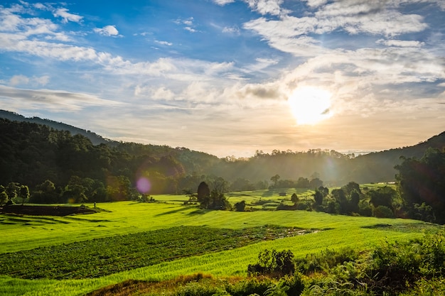 Pôr do sol no arroz fazenda campo tailândia