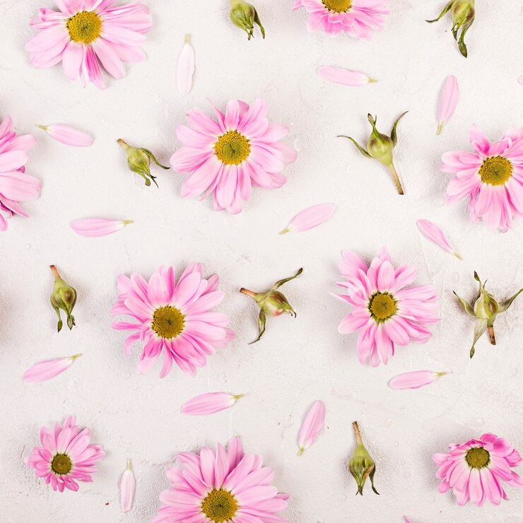 Foto grátis pôr do sol plana margarida rosa flores e pétalas