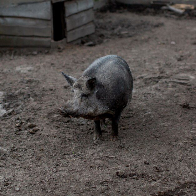 Porco de alto ângulo na fazenda