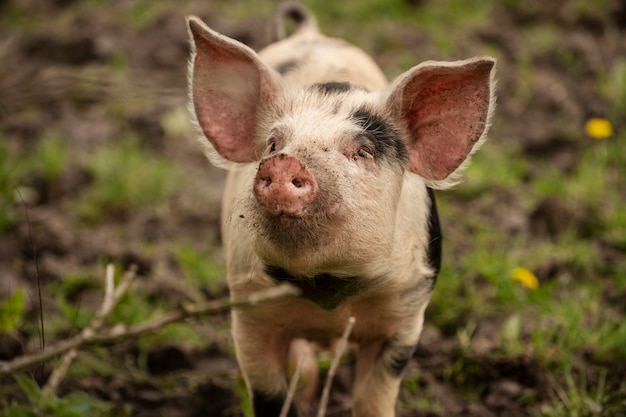 Porco doméstico em uma fazenda ao ar livre