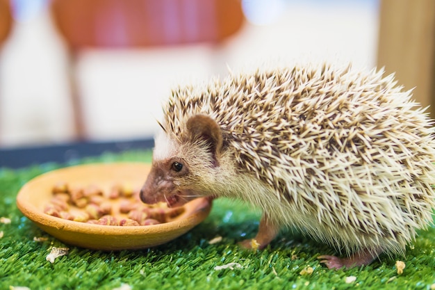 Porco-espinho anão comendo comida em jardim verde mímica