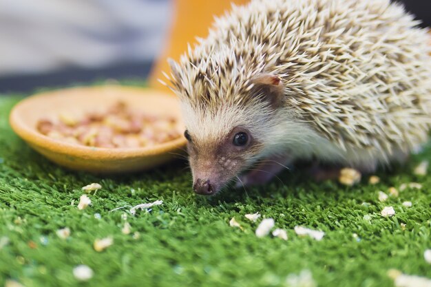 Porco-espinho anão comendo comida em jardim verde mímica