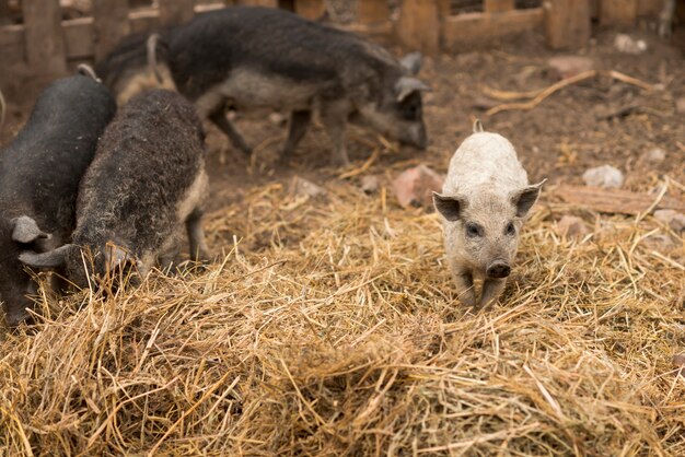 Porcos no chiqueiro de uma fazenda