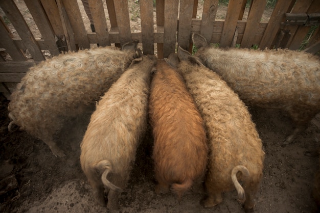 Foto grátis porcos no chiqueiro de uma fazenda