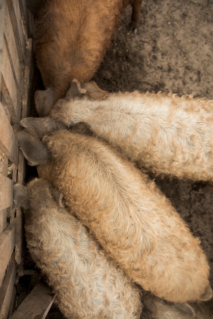 Foto grátis porcos no chiqueiro de uma fazenda