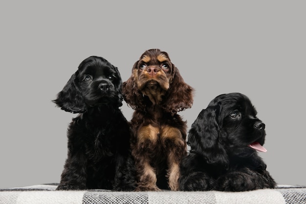 Posando de filhotes de cocker spaniel americano. Fofos cachorrinhos preto-escuro ou animais de estimação brincando no fundo cinza.