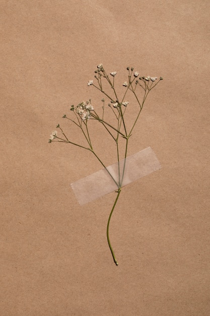 Foto grátis postura plana de flores mínimas