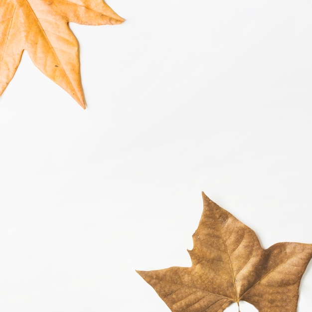 Foto grátis postura plana de folhas de plátano de outono projetadas em cantos