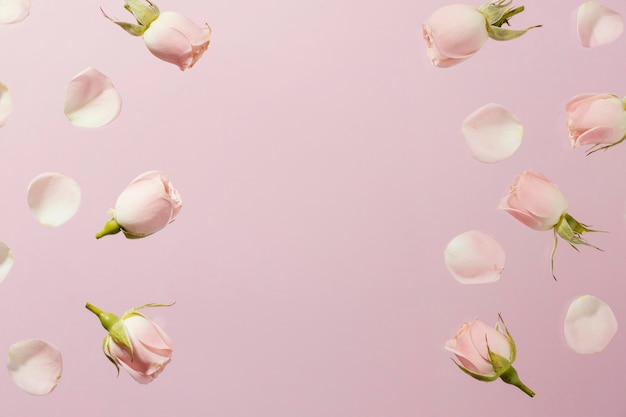 Postura plana de rosas rosa primavera com espaço de cópia