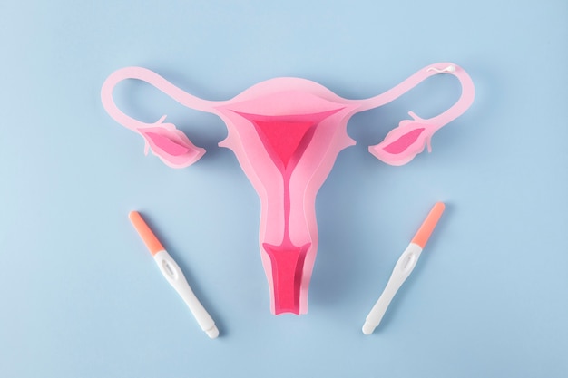 Foto grátis postura plana do sistema reprodutivo feminino