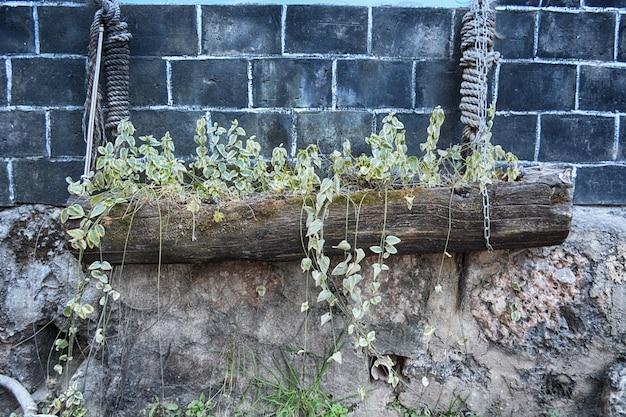 Pot com plantas em um tronco pendurado por cordas