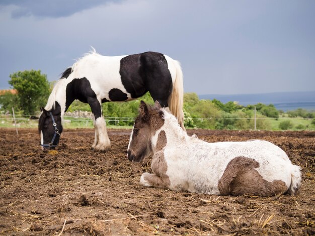 Potro bonito que senta-se ao lado do cavalo