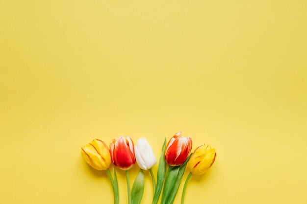 Poucas tulipas frescas em amarelo