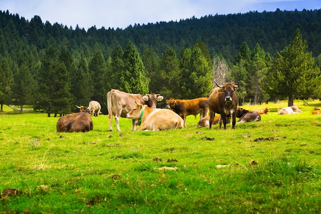 Poucas vacas no prado