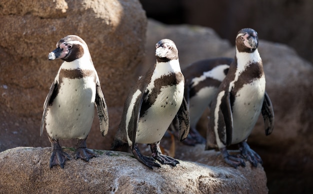 Poucos pinguins