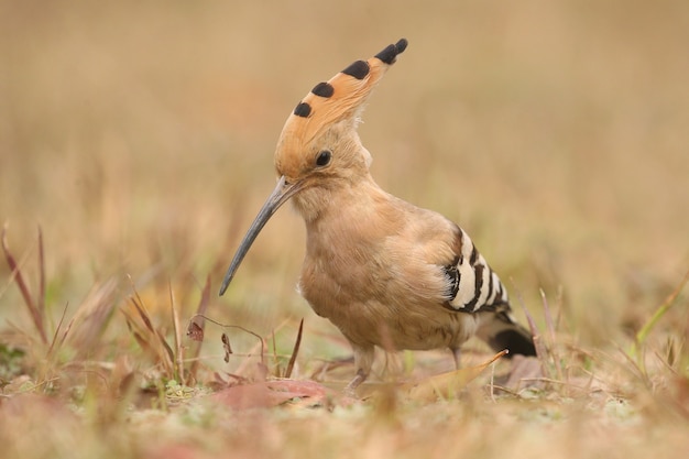 Foto grátis poupa eurasiática selvagem no habitat natural