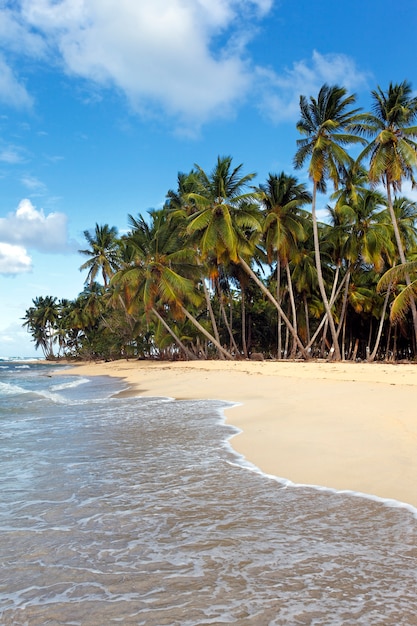 Praia caribenha com palmeiras e céu azul