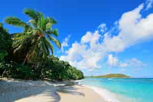 Foto grátis praia colorida com coqueiro e céu azul em st john, virgin island.