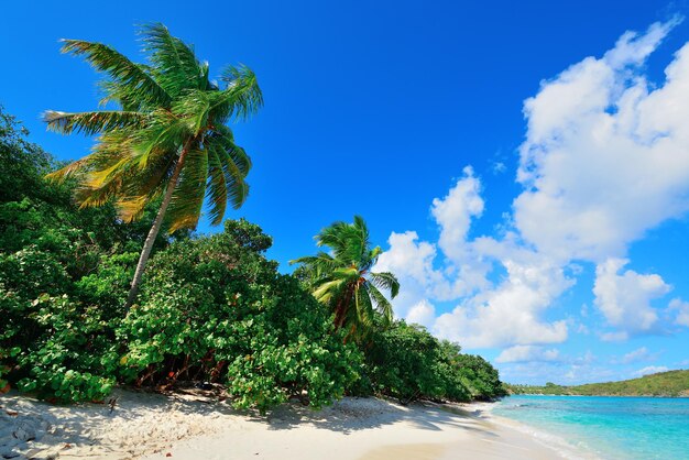 Praia colorida com coqueiro e céu azul em St John, Virgin Island.