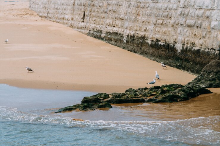 Foto grátis praia com gaivotas andando por ela cercada pelo mar e paredes ao sol