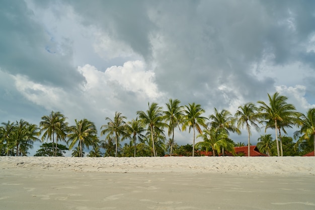 Foto grátis praia com palmeiras