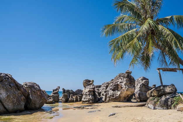 Praia com pedras e palmeira