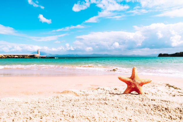 Praia de verão com estrela do mar