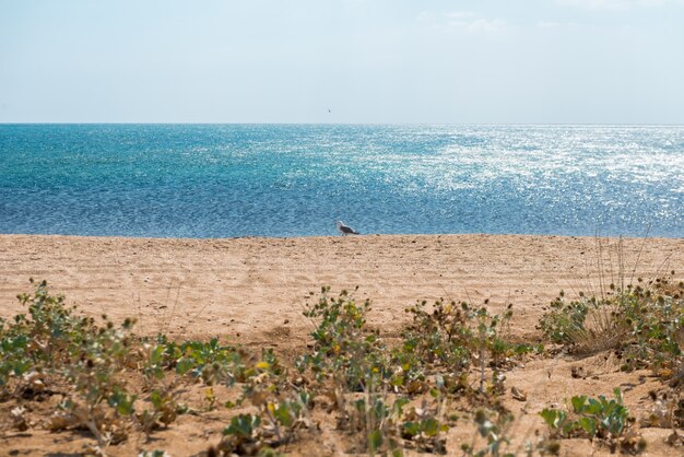 Praia na Criméia