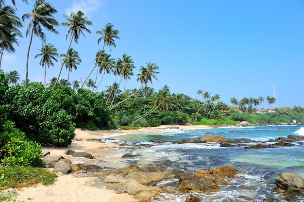 Praia tropical com palmeiras no Sri Lanka