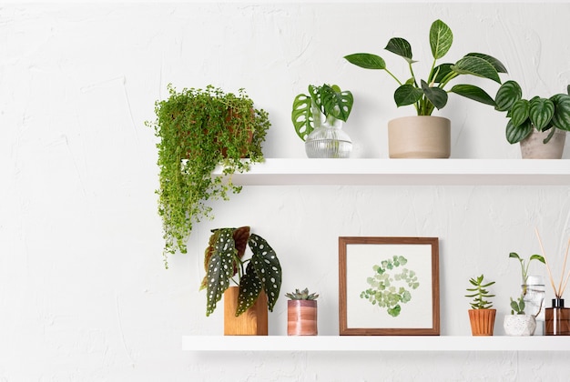 Foto grátis prateleira de plantas para decoração de interiores