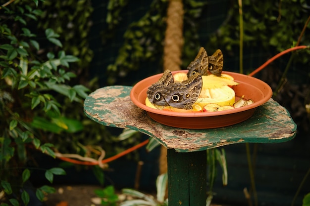 Foto grátis prato cheio de frutas com borboletas coruja rodeadas por vegetação sob o sol