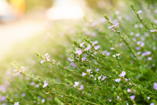 Primavera, wildflowers, sol