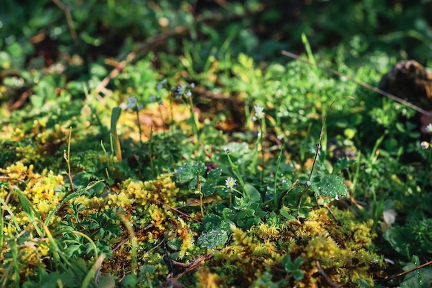 Primeiras flores da primavera em gotas de orvalho foco seletivo de manhã cedo fundo desfocado Ideia para papel de parede ou cartão postal