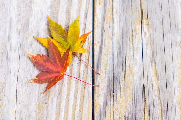 Foto grátis primeiro plano maple queda madeira cor