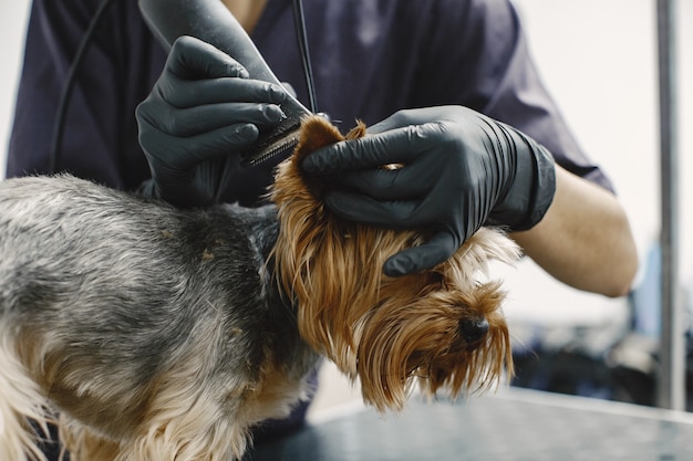 Processo de barbear. Cachorro pequeno se senta na mesa. Cão rapado por um profissional.