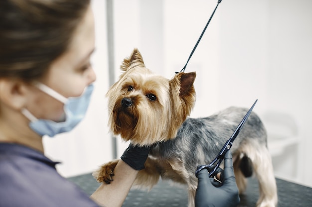 Processo de corte de cabelo. Cachorro pequeno se senta na mesa. Cachorro com um profissional.