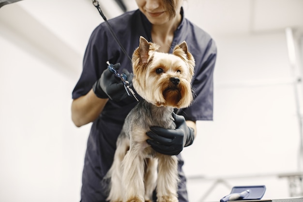 Processo de corte de cabelo. Cachorro pequeno se senta na mesa. Cachorro com um profissional.