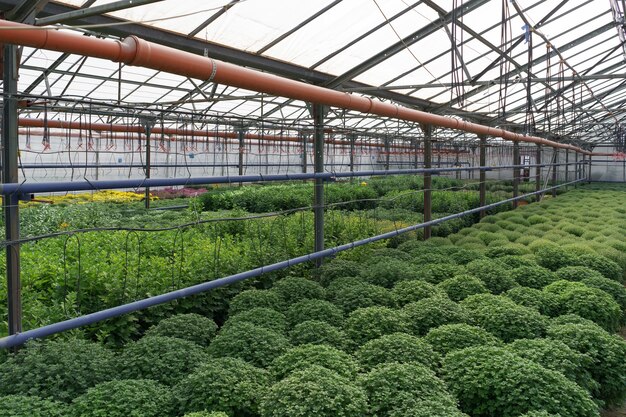 Produção e cultivo de flores. Muitas flores de crisântemo na estufa. Plantação de crisântemo