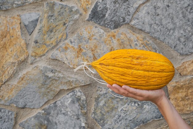 Produtos sazonais Melão turco amarelo maduro na mão da menina contra parede de pedra cinza áspera com frutas de espaço de cópia do mercado do fazendeiro Idéia para plano de fundo ou papel de parede