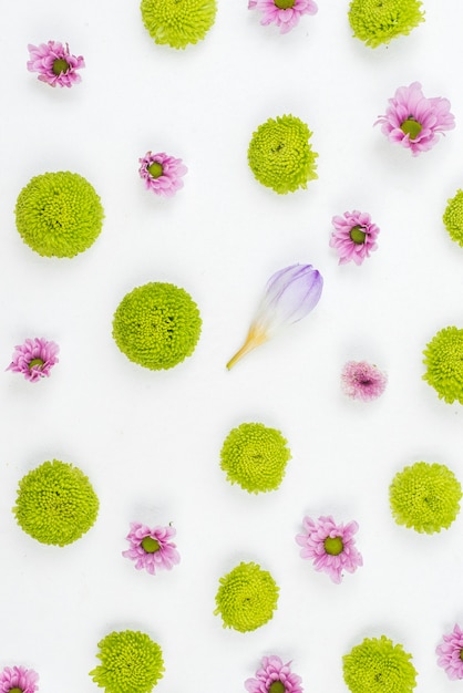 Foto grátis projeto do teste padrão de flor no fundo branco