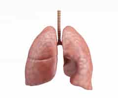 Foto grátis projeto pulmões humanos