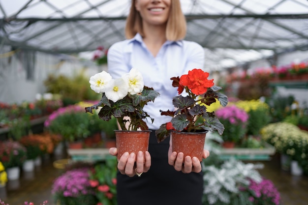 Proprietário de empresa sorridente em seu viveiro de pé segurando nas mãos dois vasos com flores vermelhas e brancas na estufa