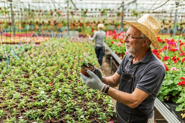 Proprietário de estufa madura examinando flor em vaso enquanto trabalhava no viveiro de plantas