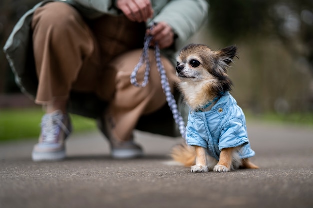 Foto grátis proprietário de vista frontal com cachorro chihuahua fofo