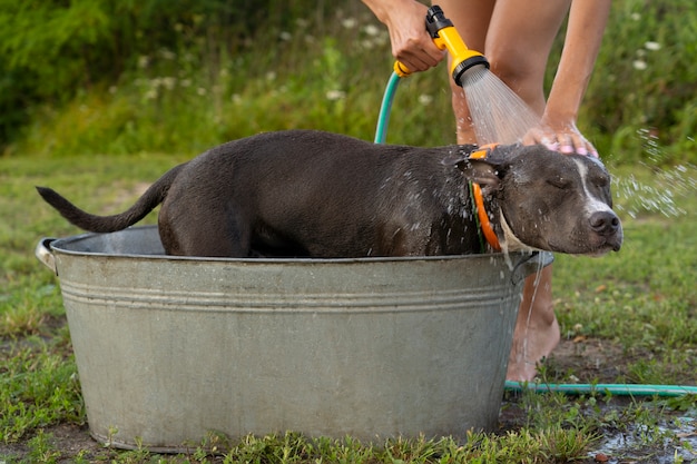 Proprietário de vista frontal lavando cachorro fofo com mangueira