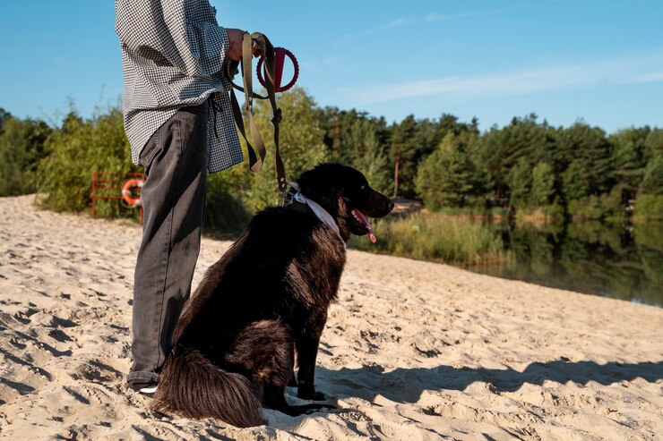 Foto grátis proprietário de vista lateral com cachorro na praia