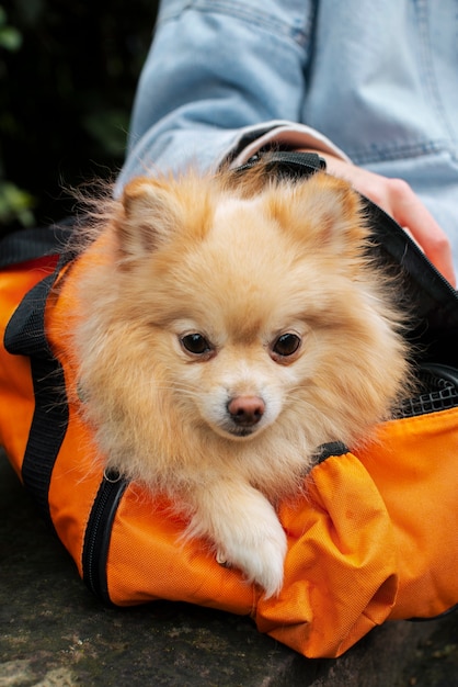 Proprietário de vista lateral e cachorro na bolsa