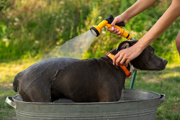 Foto grátis proprietário de vista lateral lavando cachorro com mangueira